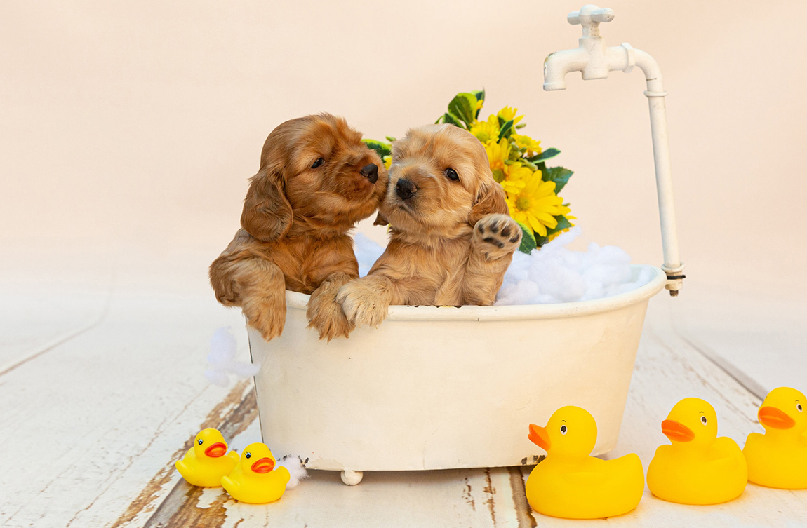 Puppy Baths