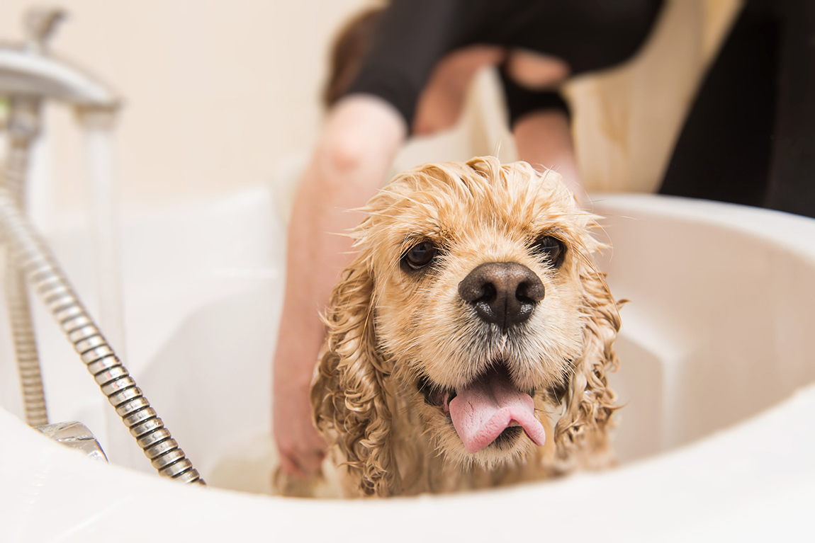 Bath and Cut