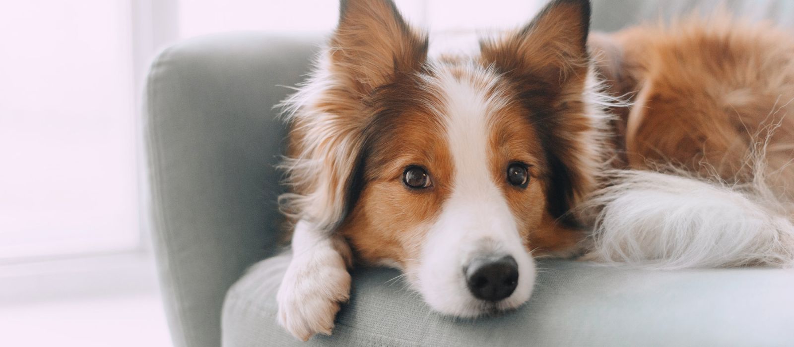 Cute dog photo